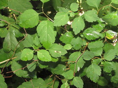 Spiraea chamaedryfolia