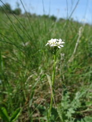 Arabis