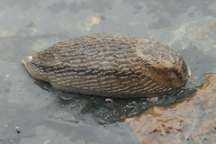 Arion circumscriptus