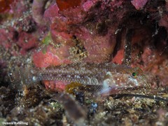 Vanneaugobius canariensis