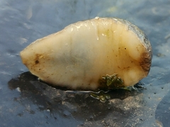 Arion circumscriptus