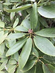 Rhododendron catawbiense