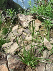 Luzula stenophylla