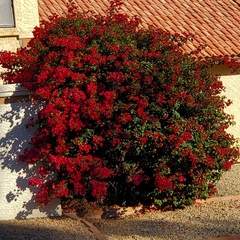 Bougainvillea