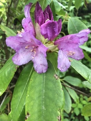 Rhododendron catawbiense