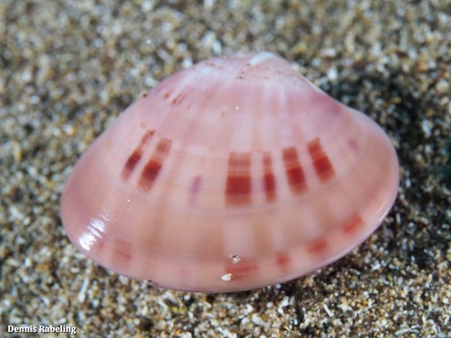 Smooth Clam