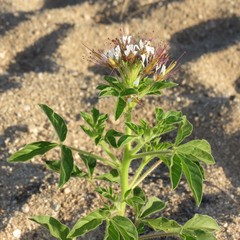 Polanisia dodecandra trachysperma