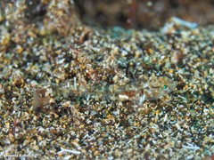Gobius gasteveni