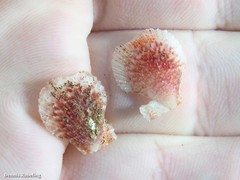 Talochlamys