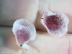 Talochlamys
