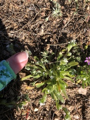 Plagiobothrys pringlei