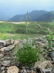 Luzula spicata