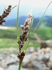Luzula spicata