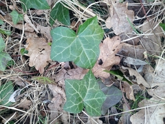 Hedera helix
