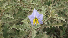 Solanum juvenale