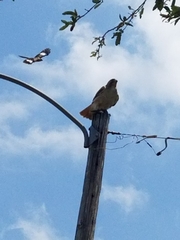Buteo jamaicensis