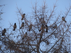 Corvus cornix