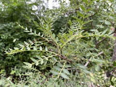 Schinopsis lorentzii