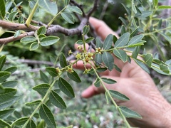 Schinopsis lorentzii