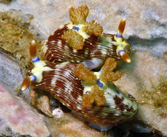 Nembrotha