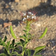 Polanisia dodecandra trachysperma