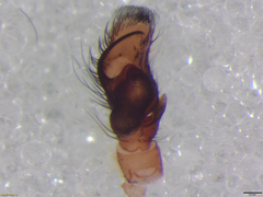 Pseudicius maculatus