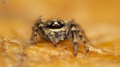 Pseudicius maculatus