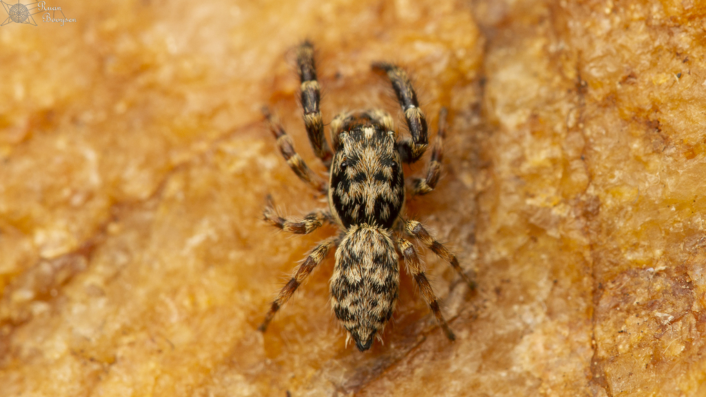 Pseudicius maculatus