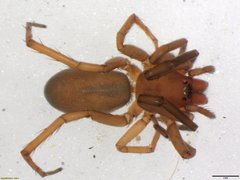 Rhaeboctesis