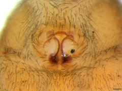 Rhaeboctesis