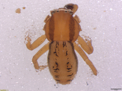 Runcinia aethiops