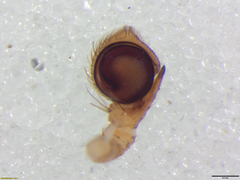 Runcinia aethiops