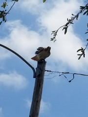 Buteo jamaicensis