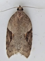 Acleris macdunnoughi