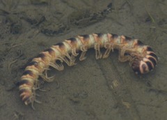 Semionellus placidus