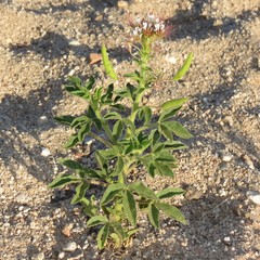 Polanisia dodecandra trachysperma