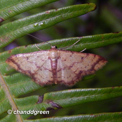 Idaea impexa