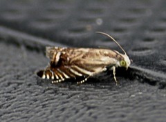 Grapholita eclipsana