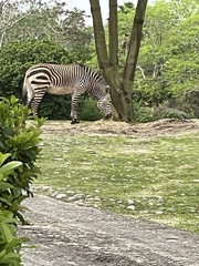 Equus zebra