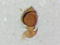 Thomisus stenningi