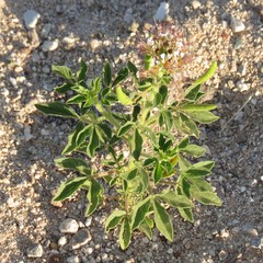 Polanisia dodecandra trachysperma