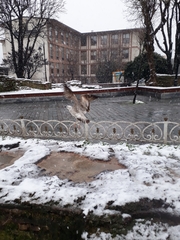 Larus