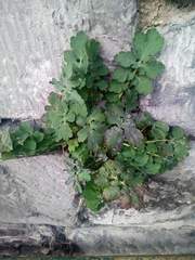 Chelidonium majus