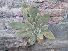 Verbascum