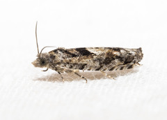 Pseudexentera hodsoni