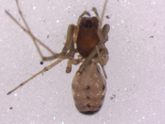 Microlinyphia sterilis