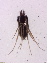 Microlinyphia sterilis