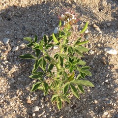 Polanisia dodecandra trachysperma