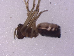 Microlinyphia sterilis