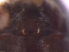 Microlinyphia sterilis